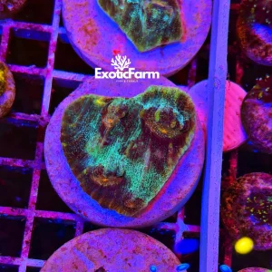 Echinophyllia, “Chalice Coral”