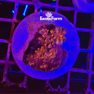 Echinophyllia, “flamingo dorito”