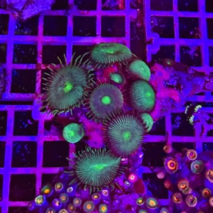 Palythoa “green black” – medium