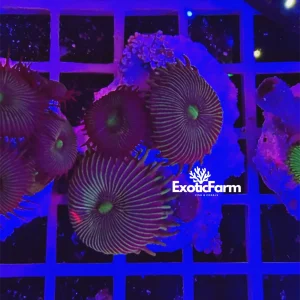 Palythoa “black stripe” – small