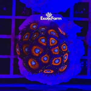 Zoanthus Johnny pumpkin – medium, GRADO A