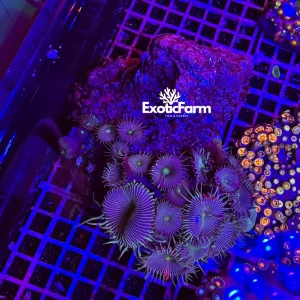 Palythoa “black stripe” – extralarge 10-13 cm