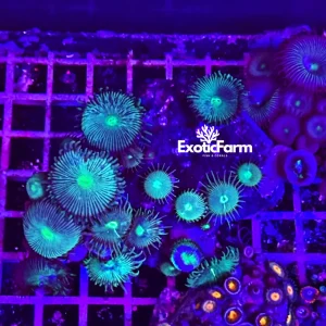 Palythoa “green black” – large