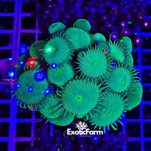 Palythoa “green toxic” – extralarge