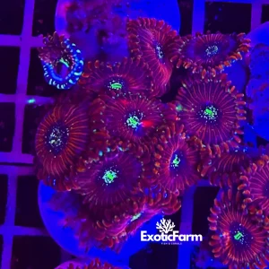Zoanthus magicians – small, GRADO A+