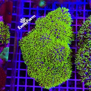 Clavularia viridis – colonia madre