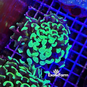 Euphyllia ancora “green reset”