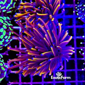 Euphyllia glabrescens “24k”