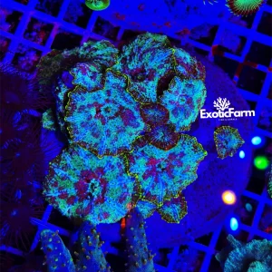 Discosoma plutonium – Colonia madre 12-15 polipi