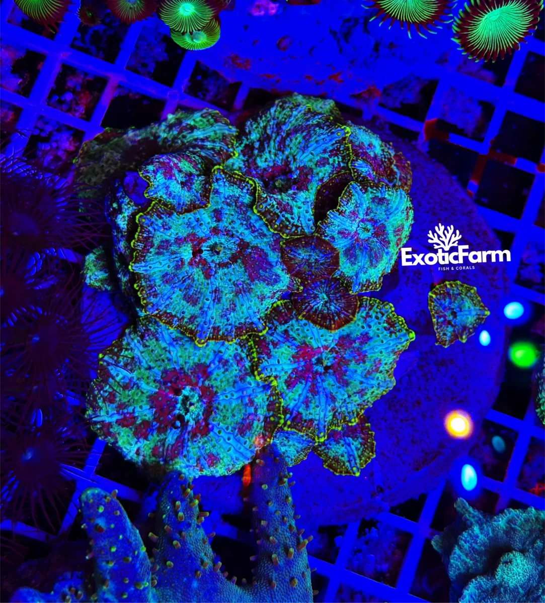 Discosoma plutonium – Colonia madre 12-15 polipi