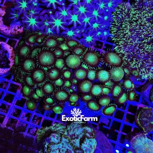 Palythoa “green” – colonia madre