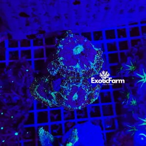 Discosoma “segment” – Colonia madre