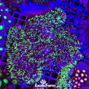 Briareum green – colonia madre