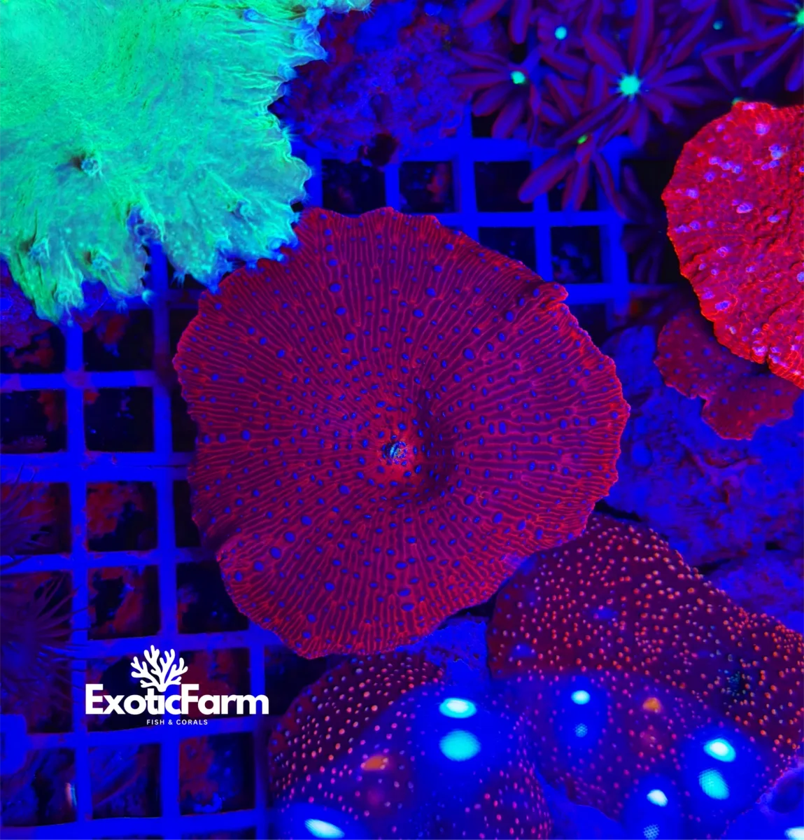 Discosoma chilli pepper