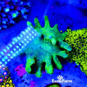 Lobophytum green – taglia XL