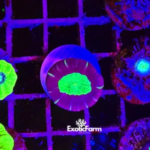 Caulastrea furcata – 1 calice