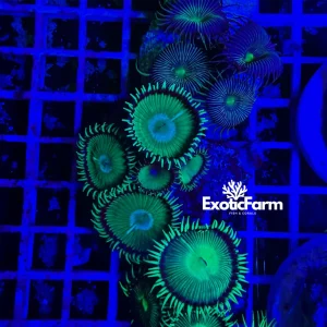 Palythoa “halo” – small