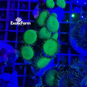 Palythoa “green toxic” – small