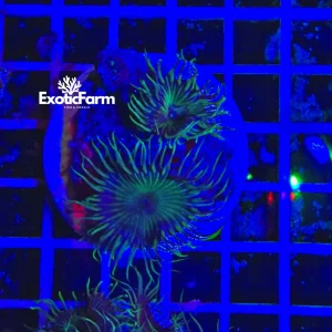 Palythoa “eyelash” – small