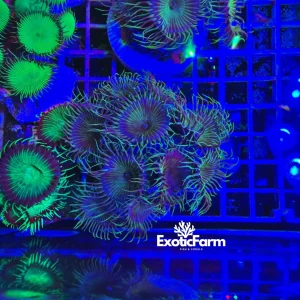 Palythoa “eyelash” – medium