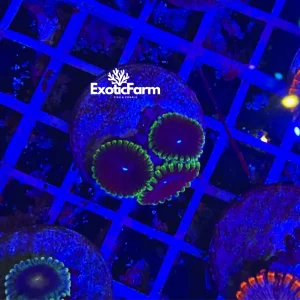 Zoanthus joker – small, GRADO A