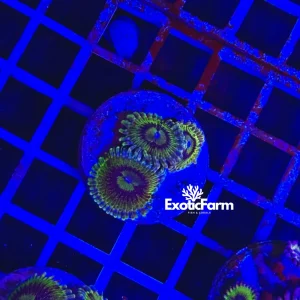 Zoanthus stratocaster – small, GRADO A