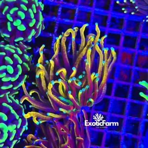 Euphyllia glabrescens “holy grail”