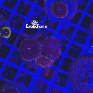 Zoanthus flamingo – small, GRADO A