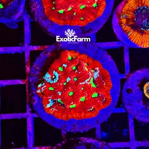 Favites pentagona, “galaxy red”