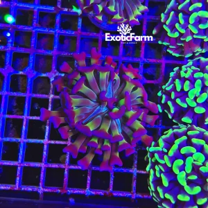 Euphyllia parancora “hologram” 1 calice