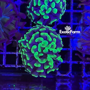 Euphyllia parancora “green toxic” 1 calice