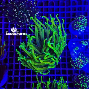 Euphyllia glabrescens “toxic green”