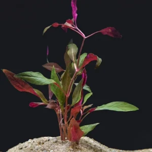 Alternanthera cardinalis