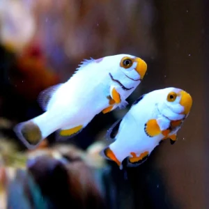 Amphiprion percula platinum – COPPIA
