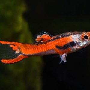 guppy endler red scarlet
