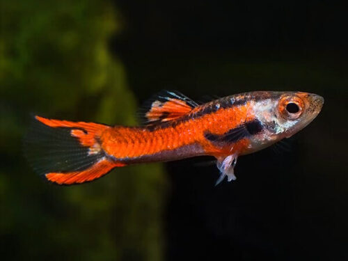 guppy endler red scarlet