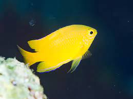 Pomacentrus moluccensis