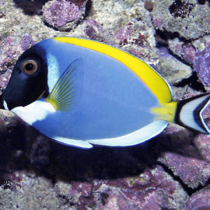 Acanthurus leucosternon