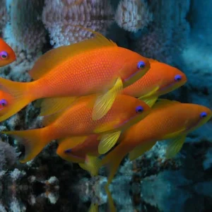 Pseudanthias squamipinnis