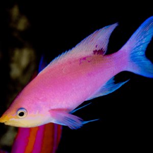 Pseudanthias tuka