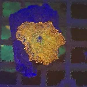 RHODACTIS DISCOSOMA MULTICOLOR PREZZO PER FUNGO