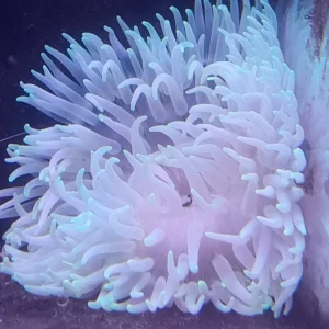 RADIANTHUS LONG TENTACLES