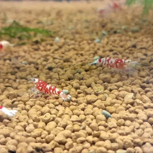 CARIDINA RED CRYSTAL