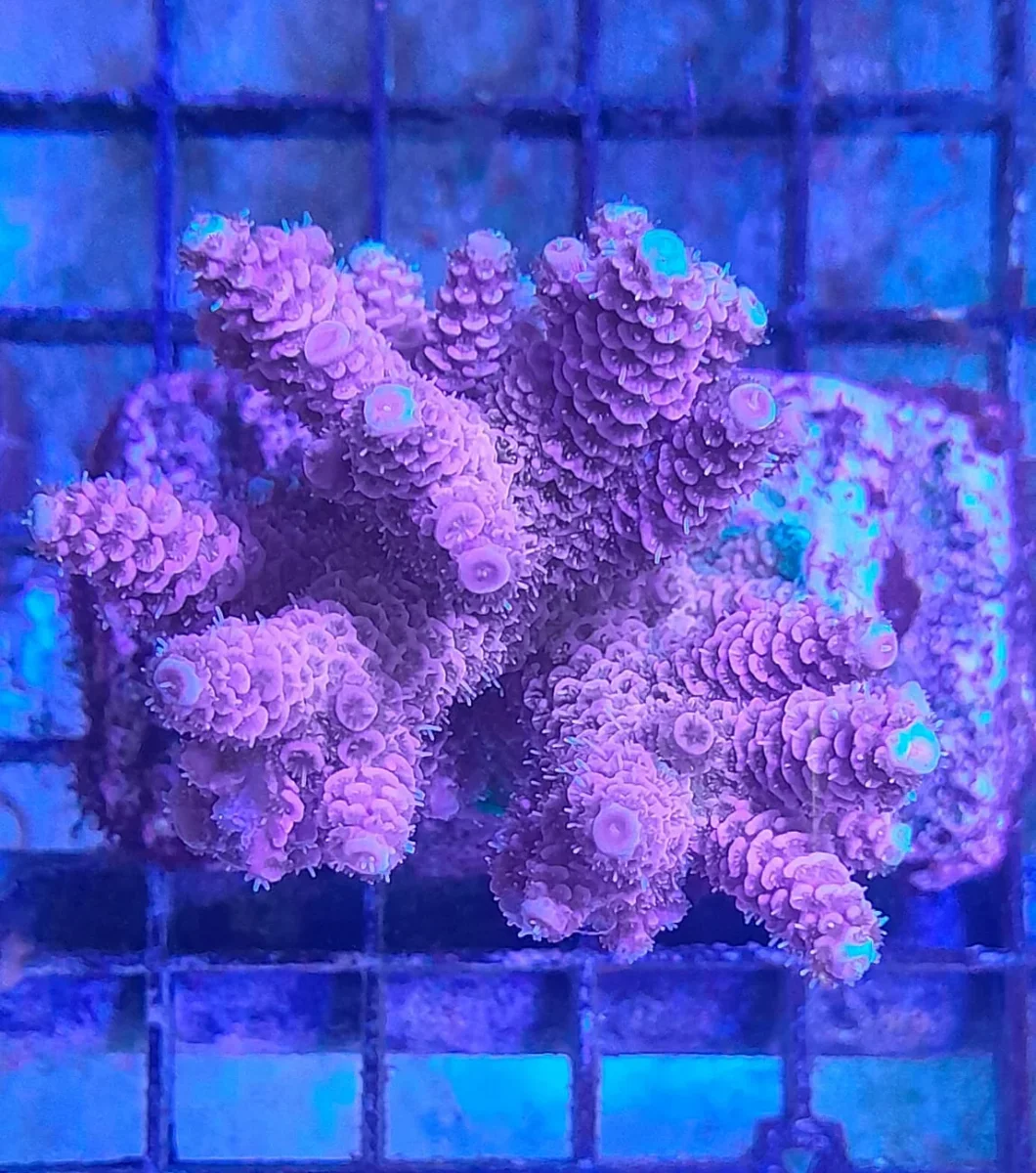 ACROPORA MILLEPORA RED-PINK - immagine 3