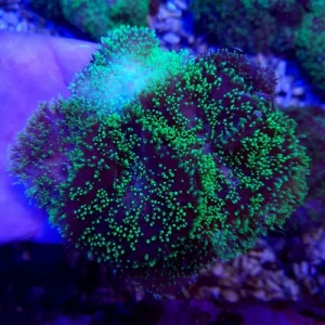 Rhodactis indosinensis