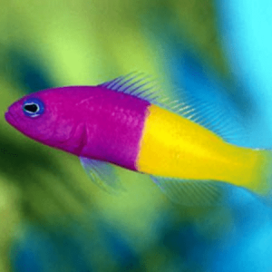 Pseudochromis paccagnellae