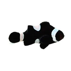 Amphiprion ocellaris black misbar darwin
