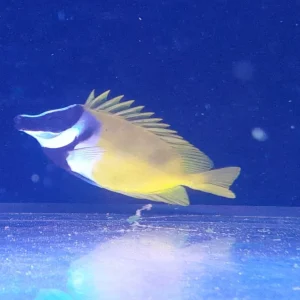 SIGANUS VULPINUS - LO VOLPINO