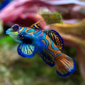 Synchiropus splendidus