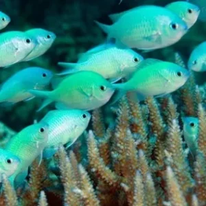 Chromis viridis